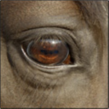 Companion Horse Wellness Package