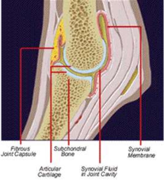 ANATOMY OF THE JOINT