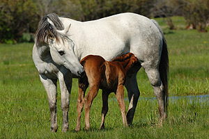 EQUINE REPRODUCTION