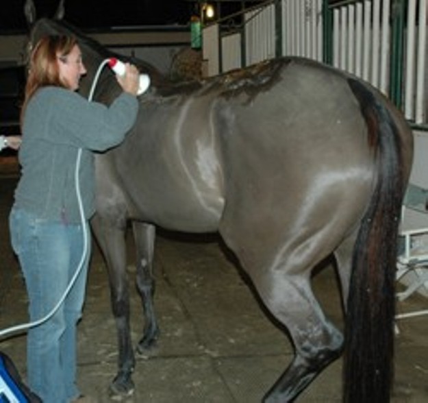 SHOCKWAVE THERAPY EQUINE