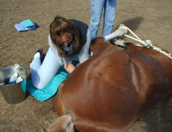 Horse Surgical Procedures