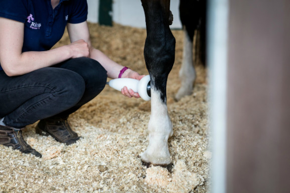 Equine Shockwave Therapy