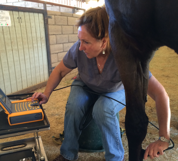 Horse Lameness and Pre-purchase Exams